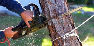 Best Commercial Tree Services  in Douglas, AL