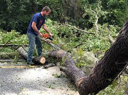 Best Storm Damage Tree Cleanup  in Douglas, AL
