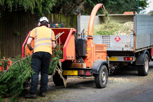 How Our Tree Care Process Works  in  Douglas, AL