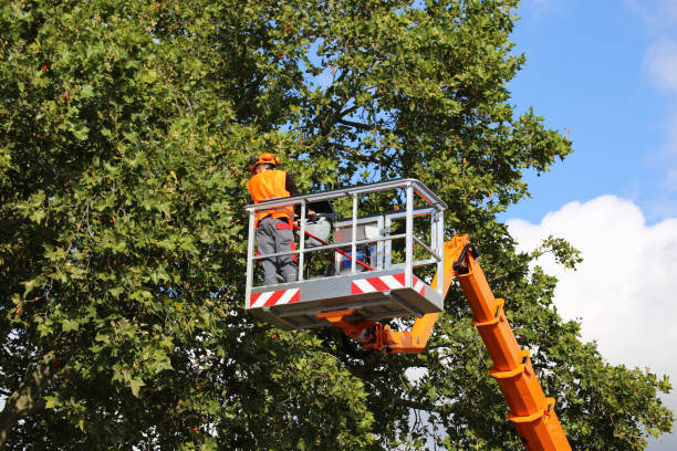 Best Utility Line Clearance  in Douglas, AL
