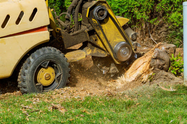 Best Landscape Design and Installation  in Douglas, AL