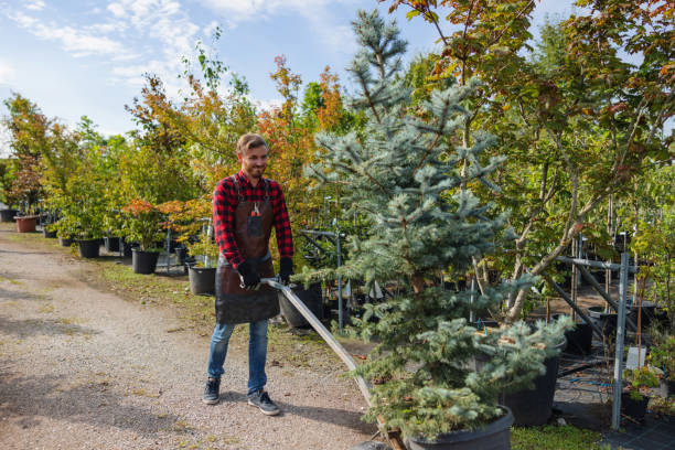 Trusted Douglas, AL Tree Services Experts