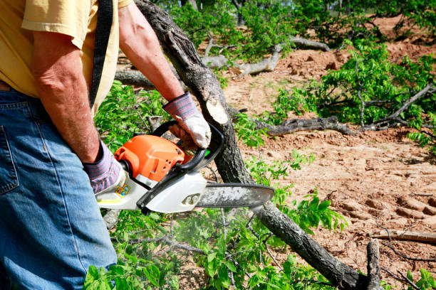 Professional Tree Services in Douglas, AL